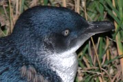 Little Penguin (Eudyptula minor)